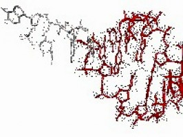 Detectan una proteína que ayuda a frenar el cáncer