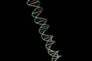 Genetic explanation for cancer's higher incidence in males than females