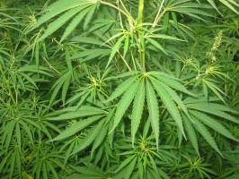 Cannabis extract can have dramatic effect on brain cancer