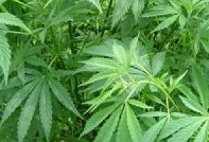 "Creemos que el cannabis puede actuar contra un tipo de tumor cerebral"
