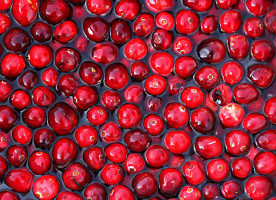 Powdered cranberry combats colon cancer in mice