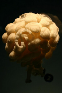 Attacking acute myeloid leukemia