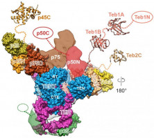 Classifying EGFR mutations by structure and function offers better way to match non-small cell lung cancer patients to treatments