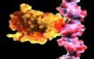 Discovery of new ovarian cancer signaling hub points to target for limiting metastasis