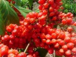 La guaraná tiene mayor potencial antioxidante que el té verde