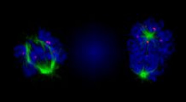 Tumour-targeting compound points way to new personalised treatments