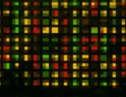 Researchers find malignancy-risk gene signature for early-stage non-small cell lung cancer