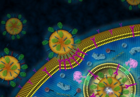 Drug combination delivered by nanoparticles may help melanoma treatment