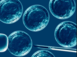 Las células madre del hígado intervienen en el desarrollo de tumores