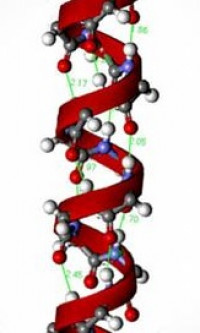 El papel de la proteína Rrm3 en la reparación de roturas de ADN durante la replicación
