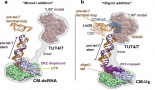 Freeze-frames of enzymes in action have implications for a new cancer treatment concept