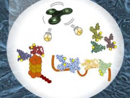 Interest in bipolar disorder drugs has led to a better understanding of leukaemia