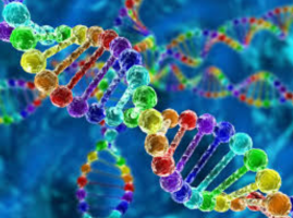 El "corrector del ADN" es más eficiente en las regiones más relevantes del genoma