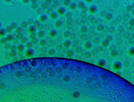 Intracellular recycling: the key to surviving potent anti-cancer drugs