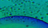 Intracellular recycling: the key to surviving potent anti-cancer drugs