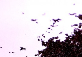 Mechanisms of action for green tea extract in breast cancer prevention identified