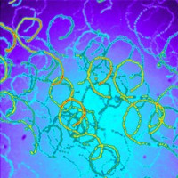 Eco-friendly nanoparticles improve cidofovir’s anticancer and antiviral effects