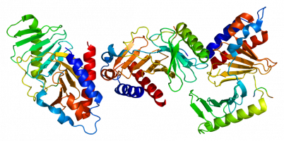 Discovery of a new tumour suppressor previously thought to be an oncogene