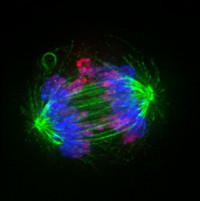 Chemotherapy becomes more efficient when senescent cells are eliminated by immunotherapy