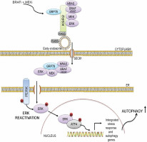 Two ways cancer resists treatment are actually connected, with one activating the other