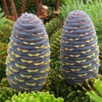 Chinese fir tree compound may help to combat cancer
