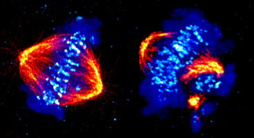 New role for a driver of metastatic cancers