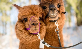 'Nanobodies' from alpacas could help bring CAR T-cell therapy to solid tumours