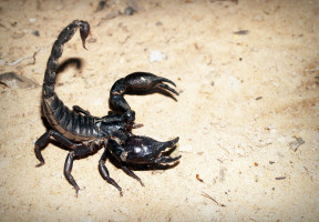 New brain tumour imaging technique uses protein found in scorpion venom