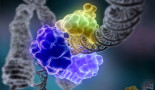 Study identifies never-before-seen dual function in enzyme critical for cancer growth