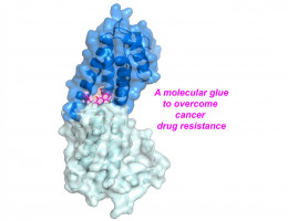 A molecular glue to overcome cancer drug resistance?