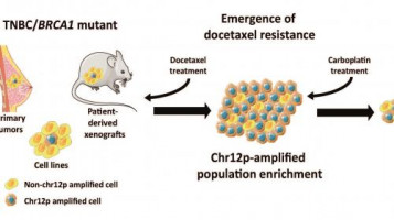IDIBELL researchers relate the amplification of a chromosomal region with resistance to to a chemotherapeutic drug in breast cancer