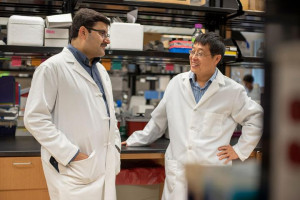 Natural antioxidant helps improve immune-based therapies by modulating T-cells