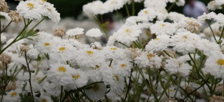 Hidden chemistry in flowers shown to kill cancer cells