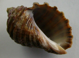 Sea snail compound reduces cancer risk