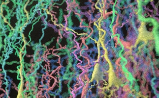 Scientists develop new methodology to genetically modify lab mice and human cells