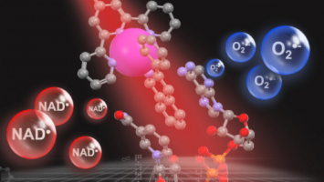 Light-activated metal catalyst destroys cancer cells' vital energy source
