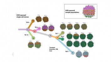 Cancer protocols: A new approach to predicting treatment outcomes