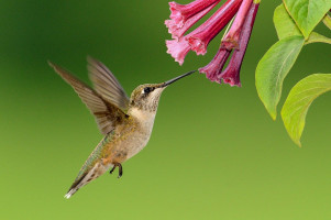 Plant-derived SVC112 hits cancer stem cells, leaves healthy cells alone