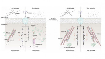 How cancer cells stiff-arm normal environmental cues to consume energy