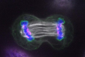 Protein linked to cancer acts as a viscous glue in cell division