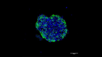 Synthesised cell culture process sets stage for more efficient cancer research