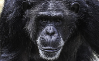 Evolution may be to blame for high risk of advanced cancers in humans