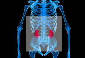 ASCO 2020: Los investigadores subrayan la eficacia del pembrolizumab más axitinib en el tratamiento del carcinoma avanzado de células renales