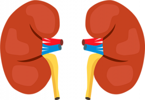 ASCO 2020: Un estudio revela los factores que influyen en los resultados del cáncer de riñón tratado con inmunoterapia