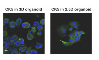 Synthesised cell culture process sets stage for more efficient cancer research