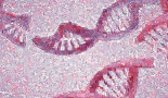 Small and overlooked: Amount of repetitive DNA in blood hints at cancer early
