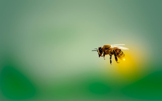 This sugar kills honeybees—it could also help fight cancer