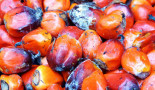 Vitamin E from palm oil useful in boosting immune response based on studies on liver cells