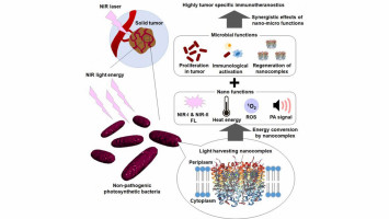 Photosynthetic bacteria-based cancer optotheranostics