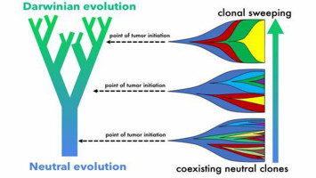 Researchers demonstrate tissue architecture regulates tumour evolution